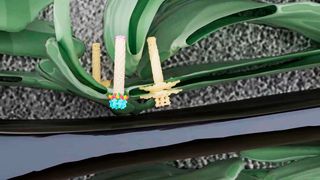 Die neu entdeckte Injektions-​Nanomaschine von Blaualgen sitzt an einem aussergewöhnlichen Ort, und zwar in der Thylakoidmembran (grün). (Bild: aus Weiss G., et al, Nature Microbiology 2022)