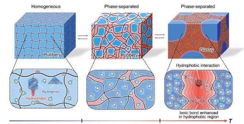 Molecular structures and the mechanisms behind instant thermal hardening of the hydrogel.  (Nonoyama T. et al., Advanced Materials, November 18, 2019)