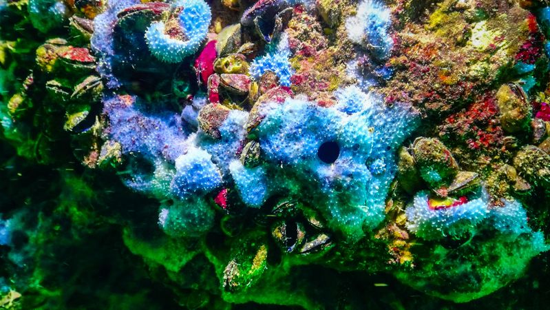 Unterwasserwelt mit heilsamem Potenzial: Forschende haben herausgefunden, dass ein Naturstoff aus einem Schwamm der Gattung Spongia Entzündungsprozesse umlenken kann. Hier zu sehen: exemplarische Darstellung von Meeresschwämmen im Schwarzen Meer (Symbolbild)(Bild:  © Oleg Kovtun – stock.adobe.com)
