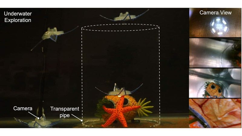 Unterwasser-Akrobatik: Der neue Soft-Roboter imitiert Haarsterne – und das mit minimalster Antriebstechnik.(Bild:  NC State University)