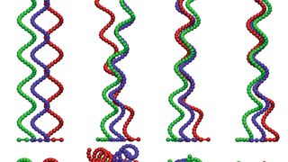 Synchronisation der Rotationsbewegung von Flagellen und Bündelbildung. Anfänglich ist die rote Flagelle außer Phase (symbolisiert durch den Strich in der Projektion entlang der Flagellenachse in der unteren Reihe ganz links). Nach wenigen Zyklen rotieren alle Flagellen in Phase und bilden ein enges Bündel [4]. (Bild: FZ Jülich)