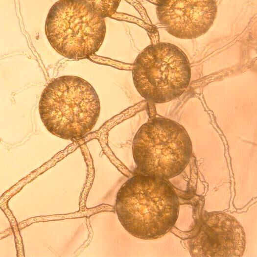 The vast underground network of fungi beneath our feet stores over 13 gigatons of carbon around the world. The vast underground network of fungi beneath our feet stores over 13 gigatons of carbon around the world.