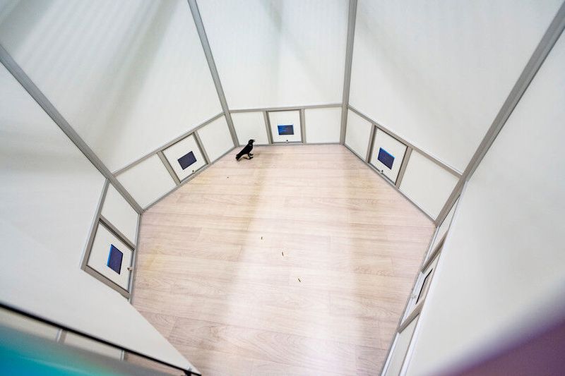 Den Versuch absolvieren die Dohlen in der sogenannten Arena. Obwohl alle Seiten gleich aussehen, haben sie gelernt, den Orten Symbole zuzuordnen: Campingplatz, Hafen und Toilettenhäuschen. (© Damian Gorczany )