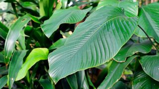 Thaumatin ist in den Beeren der westafrikanischen Katamfe-Pflanze (Thaumatococcus daniellii) enthalten. (Bild: Firn - stock.adobe.com)