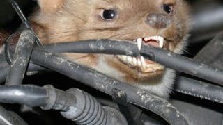 Auch wenn Zündkabel immer seltener werden, es bleibt genug zu zerbeißen. (Foto: HV-Mard)