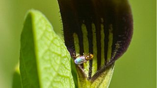 Detailaufnahme einer Blüte von Aristolochia rotunda mit bestäubender Fliege. (Bild: Birgit Oelschlägel/TU Dresden)