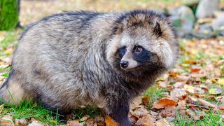 Marderhund (Nyctereutes procyonoides) (Bild: Dorian D. Dörge, Goethe-Universität Frankfurt)