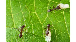 Argentinische Ameisenarbeiterinnen mit Brut. Ameisen reagieren sofort auf eine Kontamination mit Krankheitserregern und nicht erst auf die sich später entwickelnden Symptome einer Krankheit. Die Nestgenossinnen säubern Koloniemitglieder effizient von infektiösen Partikeln. (Bild: Sina Metzler & Roland Ferrigato/ISTA)