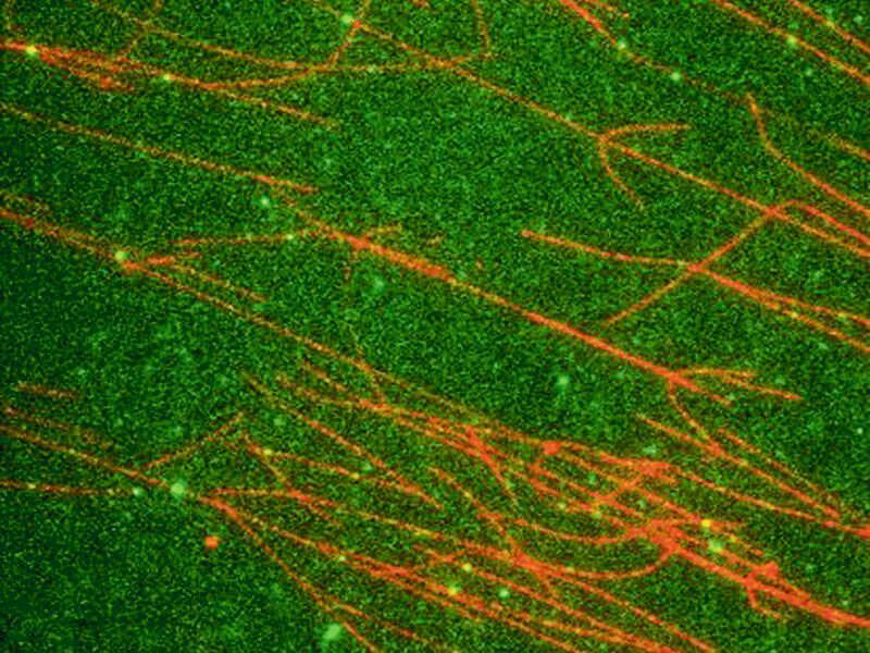 Transportproteine (grün) bewegen sich entlang der Mikrotubuli (rot) wie auf Straßen. (G. Merck / TUM)