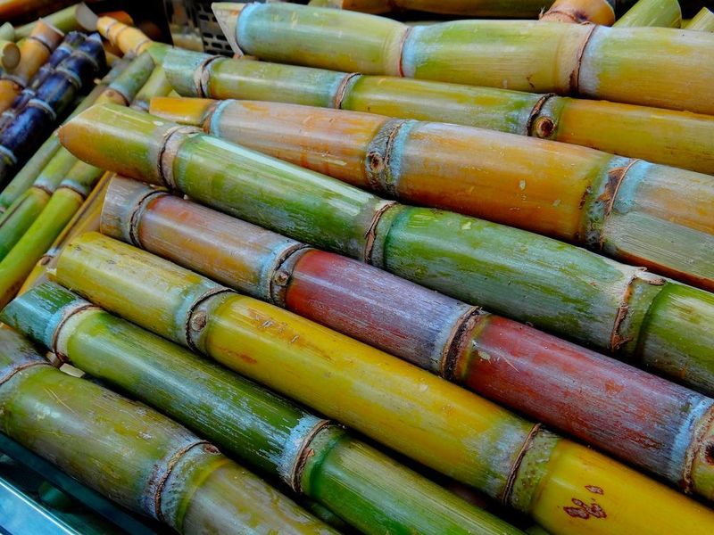 The highly complex sugarcane genome has finally been sequenced. (Pixabay)