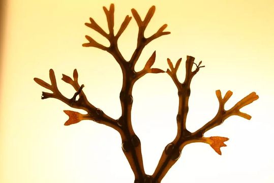 Fucus vesiculosus, der Blasentang, ist eine mehrjährige Pflanze und wird bis zu 30 Zentimeter lang. Mit einer Haftplatte hält er sich auf Felsen und anderen Unterlagen fest. Seinen Namen hat der Blasentang von den auf diesem Bild gut erkennbaren, markanten kugelförmigen Gasblasen, die für Auftrieb sorgen.(Bild:  © Hagen Buck-Wiese/Max-Planck-Institut für Marine Mikrobiologie)