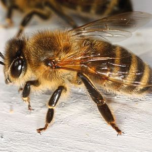 (Kärntner Biene / Richard Bartz / CC BY-SA 2.5)