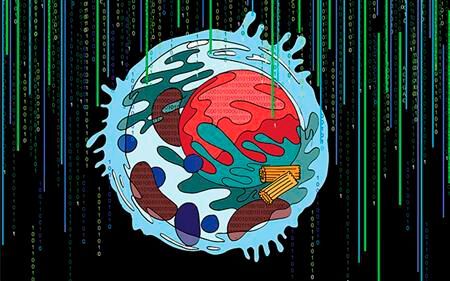 UC San Diego researchers introduce Multi-Scale Integrated Cell (Music), a technique that combines microscopy, biochemistry and artificial intelligence, revealing previously unknown cell components that may provide new clues to human development and disease. UC San Diego researchers introduce Multi-Scale Integrated Cell (Music), a technique that combines microscopy, biochemistry and artificial intelligence, revealing previously unknown cell components that may provide new clues to human development and disease.