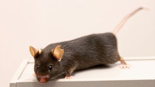 Die Verhaltensbiologen testeten ihren neu entwickelten Versuchsaufbau an Mäusen. (© WWU - Abteilung für Verhaltensbiologie)