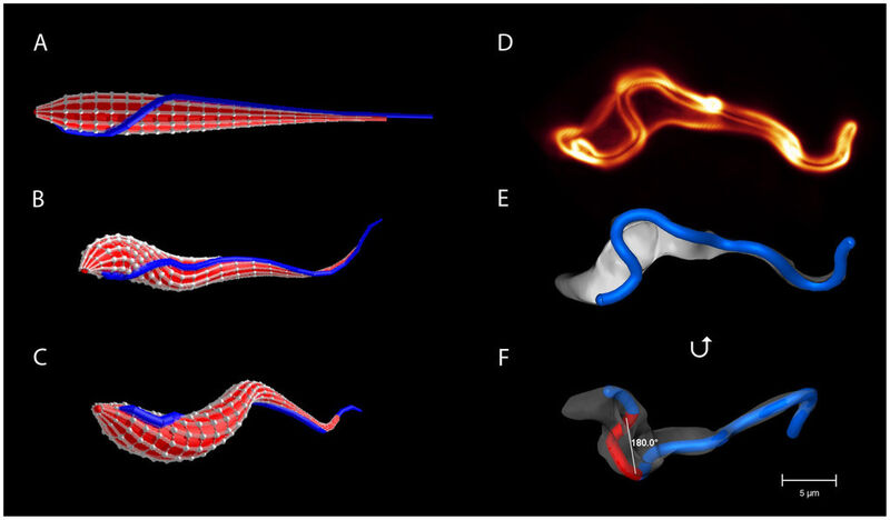 Die Abbildung A zeigt das von den Wissenschaftlern erstellte Computer-Modell des Zellkörpers des Trypanosoms mit dem angehängten Flagellum (blauer Faden). Abbildung B und C sind Schnappschüsse der Schwimmbewegung des Modells. Abbildungen D – F sind Mikroskopieaufnahmen eines realen Trypanosoms während seiner Schwimmbewegung. (Bild: TU Berlin, Universität Würzburg)