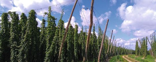 Hopfen aus Deutschland: Die Bundesrepublik ist einer der weltweit größten Produzenten der unter anderem für das Brauen von Bier gebrauchten Pflanze.(Bild:  Florian Weihrauch/LfL)