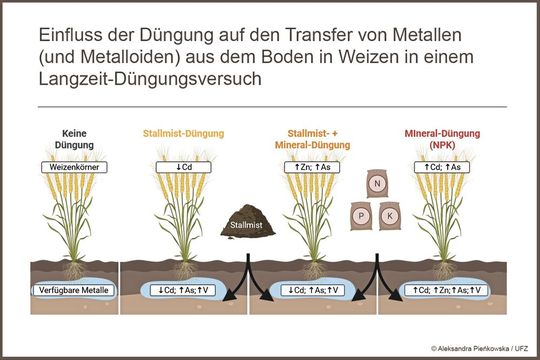 Der Großteil der giftigen Metalle kommt aus dem mineralischen Dünger. Eine Kombination aus mineralischer und organischer Düngung würde ihn reduzieren.(Bild:  Aleksandra Pienkowska / UFZ)