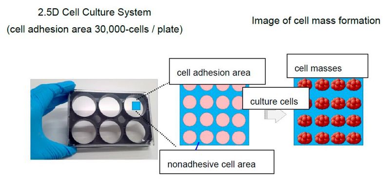 Tosoh has confirmed that its 2.5D Cell Culture System is applicable to diverse cells, including ips cells, mesenchymal stem cells, and cancer cells. 