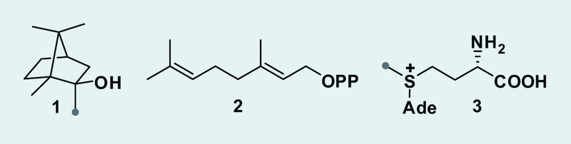 4	 2-Methylisoborneol (1) und seine Vorstufen Geranylpyrophosphat (2) sowie S-Adenosylmethionin (3) (Archiv: Vogel Business Media)