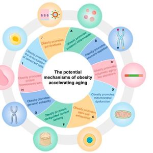 Ten key processes underlying obesity-accelerated aging, including system inflammation, telomere depletion, epigenetic aging-like alterations, mitochondrial dysfunction, stem cell exhaustion, deregulated nutrient sensing, genomic instability, homeostasis loss, the accumulation of senescent cells, and gut dysbiosis.(Source:  Genes & Diseases)