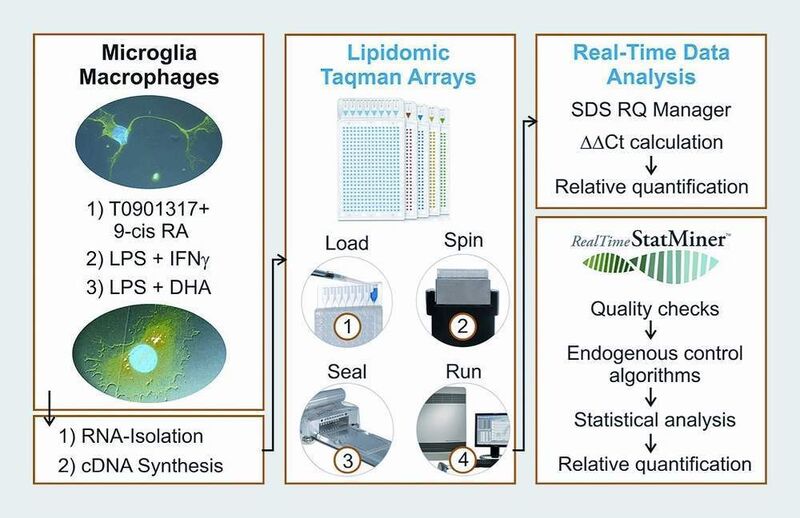 2	 Schema zur Untersuchung der Genexpression in Mikroglia und Makrophagen mit Lipidomic Taqman Array Cards. (Archiv: Vogel Business Media)