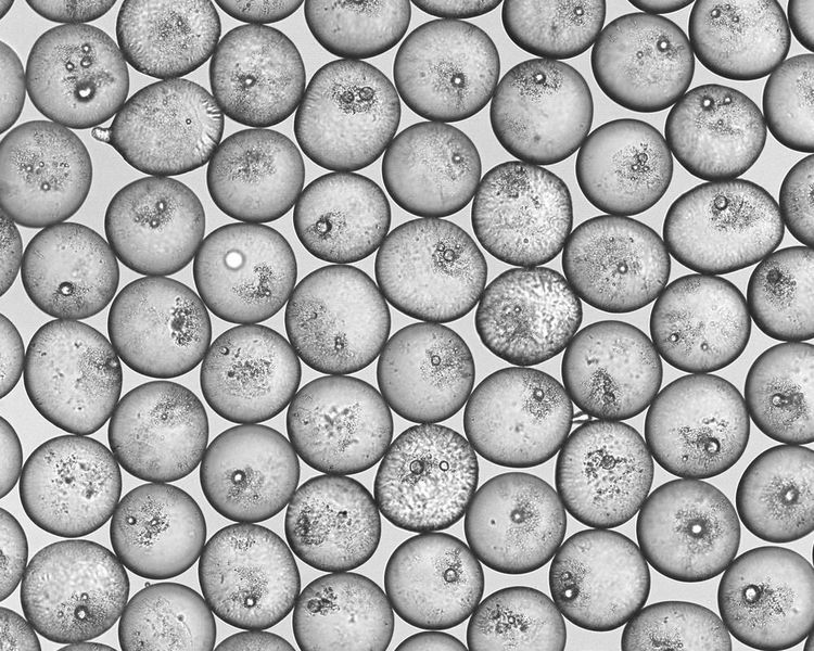 Abb. 1: ETH-Forscher haben ein Verfahren entwickelt, mit dem sie Emulsionstropfen mit einer bestimmten Menge von Partikeln gezielt stabilisieren können. (Gruppe Jan Vermant/ETH Zürich)