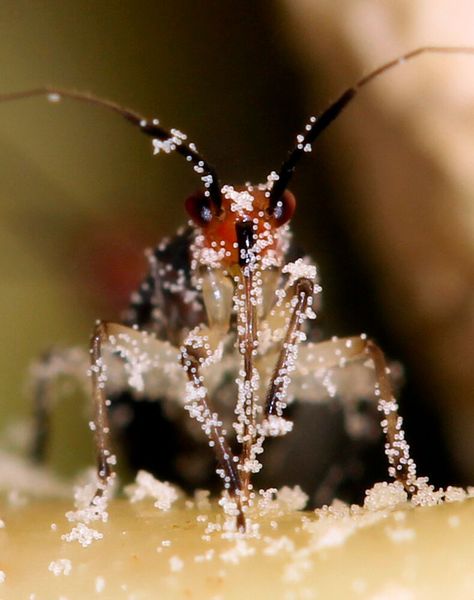 Eine mit Pollen von Syngonium hastiferum eingepuderte Weichwanze (Bild: Florian Etl)