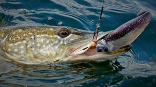 Ein dicker Fisch hat den Köder geschnappt! Diese Fangstrategie soll jetzt auf die IT-Sicherheit übertragen werden. Speziell geht es dabei um das jetzt beendete Forschungsprojekt Iuno Insec, bei dem man digitale Köder gegen Cyberkriminelle im Maschinenbau ausgetüftelt hat. (Bild: G. Ummifisch)