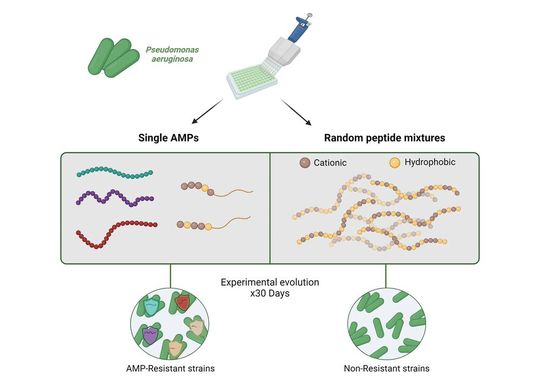 Pseudomonas Evolution(Bild:  Jens Rolff)