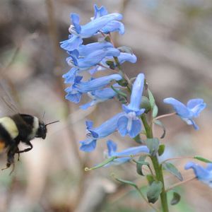 A bumblebee visits Corydalis ambigua after overwintering. Photo taken by Yuimi Hirabayashi.