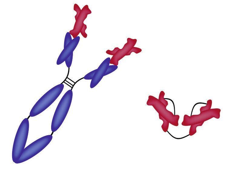 Vom Antikörper (links) braucht man nur das Fragment, das an Gluten bindet (rot). Daraus kann man dann ein Medizinprodukt herstellen, das keine Immunreaktion auslöst (rechts).  (TU Wien )
