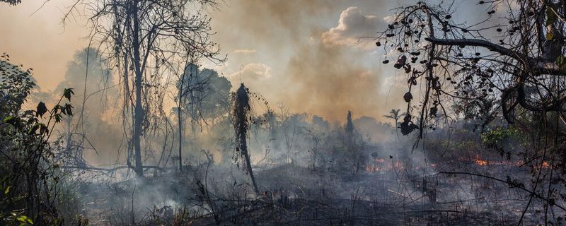 Maßnahmen gegen die Rodung der Regenwälder schützen nicht nur die Atemvielfalt und verlangsamen den Klimawandel, sondern sie retten auch Menschenleben. Eine Studie zeigt: 680 Menschen pro Jahr werden vor den Folgen der Brandrodung geschützt. Dies konnten Wissenschaftler der Universität Bonn in Zusammenarbeit mit Wissenschaftlern der Universidade Federal de Minas Gerais zeigen. (Symbolbild)(Bild:  Imago Photo - stock.adobe.com)