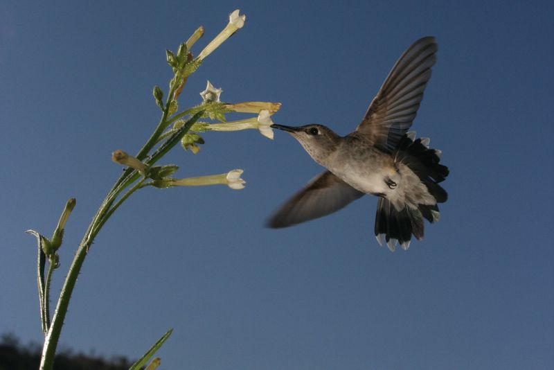 Der Kolibri Archilochus alexandri besucht eine Tabakblüte. Der kleine Vogel zählt ebenfalls zu den Bestäubern des Kojotentabaks. (Bild: Danny Kessler, MPI chem. Ökol.)
