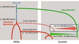 Szenario für die Vermischung zwischen modernen Menschen und Neandertalern: Neandertaler-DNA in heute außerhalb Afrikas lebenden Menschen stammt aus einer Vermischung vor 47.000-65.000 Jahren (grüner Pfeil). DNA moderner Menschen im Neandertaler ist wahrscheinlich das Ergebnis eines früheren Kontakts zwischen beiden Gruppen vor etwa 100.000 Jahren (roter Pfeil). (Bild: © Ilan Gronau )
