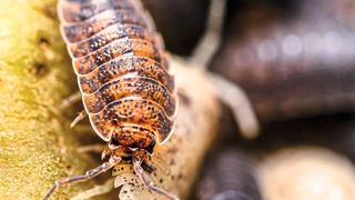 Die gewöhnliche Kellerassel „Porcellio scaber“ ist kein Insekt, sondern gehört zur Überordnung der Ranzenkrebse. (Bild: Andreas Fischer)