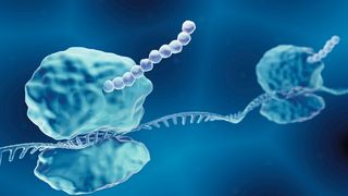 Das Bild zeigt zwei Ribosomen (jeweils zweiteilig), die auf einer mRNA hintereinander herfahren um die Baupläne der Proteine abzulesen. Man sieht, wie aus dem oberen Teil der beiden Ribosomen die Aminosäureketten herauswachsen. (Bild: Artur - stock.adobe.com)