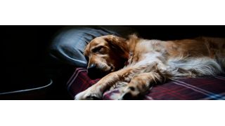 This cross-sectional study aimed to determine if there is an association between dog and cat ownership and sleep quality and sleep disorders. (Source: free licensed)