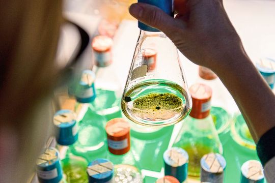 Cyanobakterien produzieren antibiotische Wirkstoffe. Cyanobakterien produzieren antibiotische Wirkstoffe.