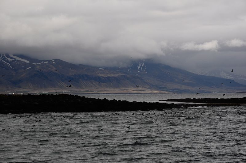 Papageientaucher vor Islands Küste (Archiv: Vogel Business Media)