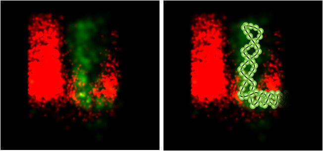 Die spiralförmige Virus-Erbinformation (grün/fluoreszenzmikroskopisch sichtbar gemacht); links: Originalaufnahme, rechts: Illustration (Bild: Liedmann et al., Nature Communications)