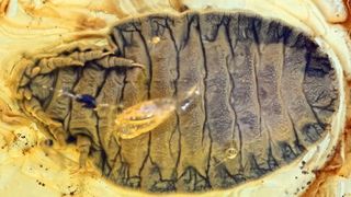 Bauchansicht der Larve eines Fächerflüglers, die in einem nur etwa fünf Millimeter großen baltischen Bernstein eingeschlossen ist. (Hans Pohl/FSU)