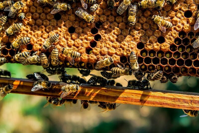 Eine Grazer Forschergruppe hat erstmals die Schwarmintelligenz junger Bienen untersucht und sie erfolgreich auf Roboter übertragen. (gemeinfrei)