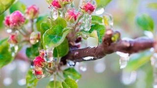 In der Landwirtschaft und im Gartenbau wird Frühfrost (früh im Jahr; noch in der Vegetationsperiode) gefürchtet, weil er – genau wie Spätfrost – zu Ernteausfällen führen kann. Bei Frühfrostgefahr wird frostberegnet etwa bei Apfelbäumen. (mit Genehmigung v. D. Mitterer-Zublasing)