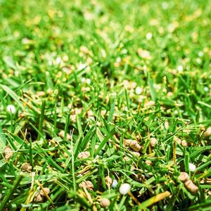 Das schöne Grün entsteht nicht ohne Zutun, sondern ist das Ergebnis eines fein abgestimmten Düngers. Für deren Herstellung spielt die richtige Mischtechnologie eine entscheidende Rolle.(Bild:  Maschinenfabrik Eirich)