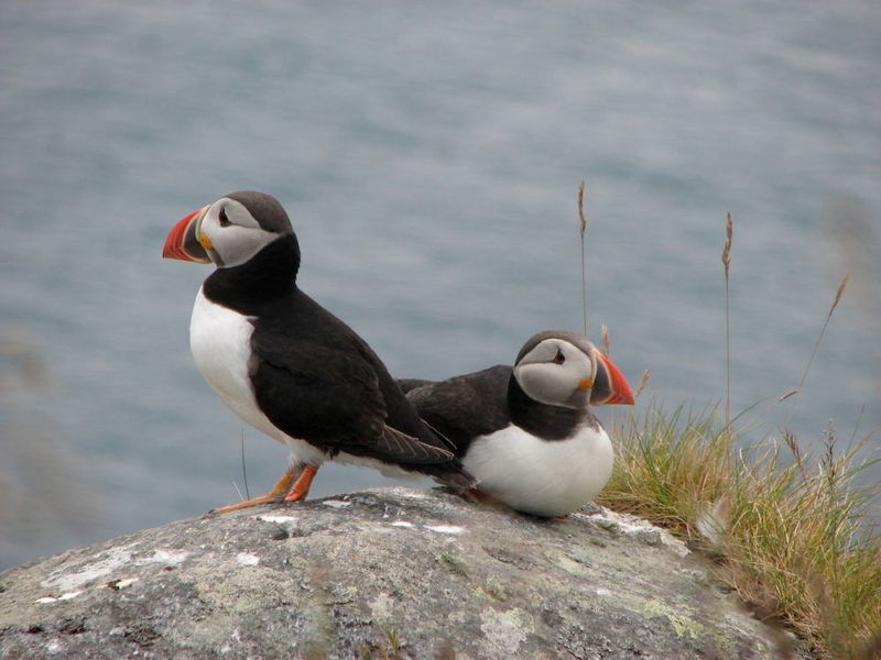 Puffins, photographed on Runde Island during early summer. Populations of puffins and other seabirds that nest on Runde’s steep cliffs have dropped dramatically in recent years.  (Rick Strimbeck/NTNU )