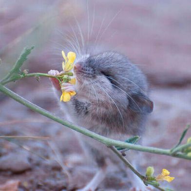 A mouse appears to sniff a flower.  (Source: Michael Lynch, inaturalist)