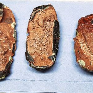 Die drei Oviraptoren-Eier, die die Wissenschaftler der Universität Bonn und der TU München untersuchten.