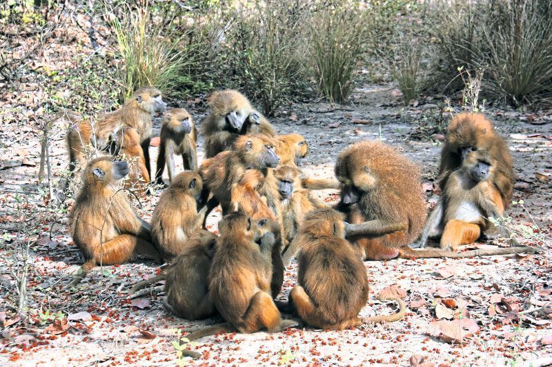 Eine Gruppe von Guineapavianen (Papio papio) an der DPZ-Feldstation Simenti im Senegal. (Matthias Klapproth/Deutsches Primatenzentrum)