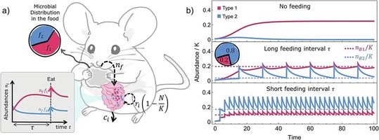 Die Aufnahme von Mikroben über die Nahrung trägt dazu bei, die Diversität des Darmmikrobioms aufrechtzuerhalten. Links: Schema des mathematischen Modells. Zur besseren Veranschaulichung sind nur zwei Mikrobentypen dargestellt. Sie werden in bestimmten Anteilen in festen Zeitabständen aufgenommen. Im Darm unterliegen sie Prozessen der Vermehrung, des Absterbens und der Ausscheidung. Rechts: zeitliche Dynamik der Mikrobenzahlen. Ohne Mikroben in der Nahrung geht Typ 2 verloren. Die Nahrung verhindert sein Aussterben und erhält die Diversität auf einem hohen Niveau.  (Bild:  Vitor M. Marquioni)