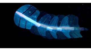 Die neuartigen künstlichen Muskeln bestehen aus einer Silikonmembran mit winzigen Poren, Wird die Membran in Wasser getaucht, bleiben Luftbläschen in den Poren eingeschlossen. Treffen Schallwellen auf diese Bläschen, beginnen sie zu schwingen und erzeugen eine gerichtete Strömung, die den Muskel bewegt.  (Bild: Shi Z et al. Nature 2025)